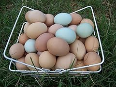 Fertile hatching eggs for sale  Delivered anywhere in USA 