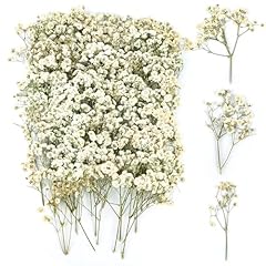 100 stück trockenblumen gebraucht kaufen  Wird an jeden Ort in Deutschland