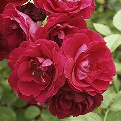 Garden rose scarlet for sale  Delivered anywhere in UK