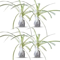 Healthy spider plant for sale  Delivered anywhere in USA 