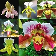 Kiskick stück cypripedium gebraucht kaufen  Wird an jeden Ort in Deutschland