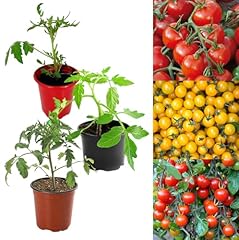 Tomato plant mix for sale  Delivered anywhere in UK