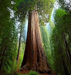 Sequoia sempervirens tree for sale  Delivered anywhere in USA 