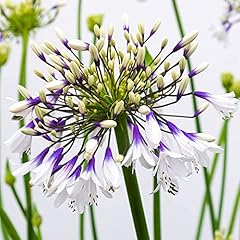 Agapanthus fireworks african for sale  Delivered anywhere in UK