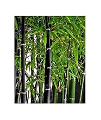 15x bambù phyllostachys gebraucht kaufen  Wird an jeden Ort in Deutschland