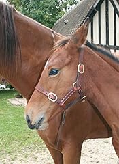 Cwell equine foal for sale  Delivered anywhere in UK