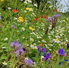 50g eco wildflower for sale  Delivered anywhere in UK