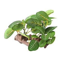 Mya 1pc plantes d'occasion  Livré partout en France