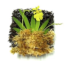 Bloomify tree fern for sale  Delivered anywhere in USA 