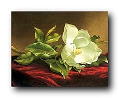 White magnolia grandiflora for sale  Delivered anywhere in USA 