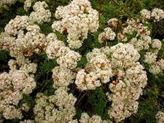 100 eriogonum fasciculatum for sale  Delivered anywhere in USA 