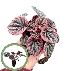 Pink peperomia abricos for sale  Delivered anywhere in USA 