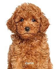 Journal poodle puppy for sale  Delivered anywhere in UK