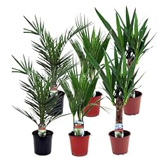 Plant box miscela usato  Spedito ovunque in Italia 