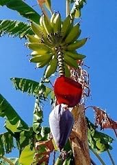 Tropica banana grande usato  Spedito ovunque in Italia 