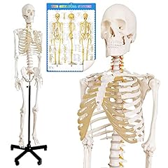 Modèle squelette humain d'occasion  Livré partout en France