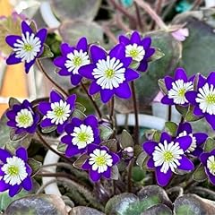 Leberblümchen samen garten gebraucht kaufen  Wird an jeden Ort in Deutschland