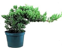 Japanese juniper bonsai for sale  Delivered anywhere in USA 