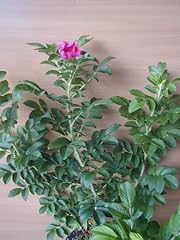 Hagebutte rosa rugosa gebraucht kaufen  Wird an jeden Ort in Deutschland