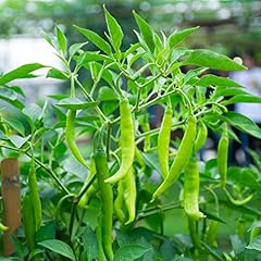 Chilli plants joker for sale  Delivered anywhere in UK