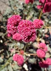 Llg homes eriogonum for sale  Delivered anywhere in USA 