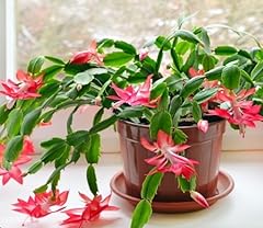 Schlumbergera truncata red for sale  Delivered anywhere in USA 
