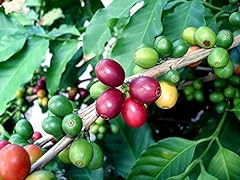 Arabica coffee bean for sale  Delivered anywhere in USA 