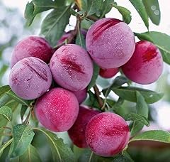 Santa rosa plum for sale  Delivered anywhere in USA 