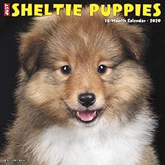 Sheltie puppies 2020 for sale  Delivered anywhere in UK