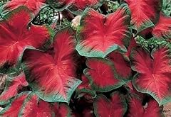 Caladium blaze thrives for sale  Delivered anywhere in USA 