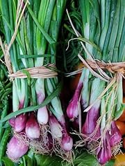 Lillia bunching onion for sale  Delivered anywhere in USA 