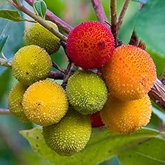 Arbutus unedo strawberry for sale  Delivered anywhere in UK