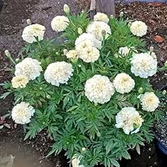 African marigold kilimanjaro for sale  Delivered anywhere in UK