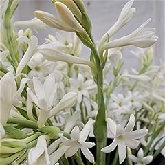 Tuberose single mexican for sale  Delivered anywhere in USA 