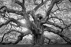 Angel oak tree for sale  Delivered anywhere in USA 