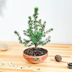 Japanese white pine for sale  Delivered anywhere in UK