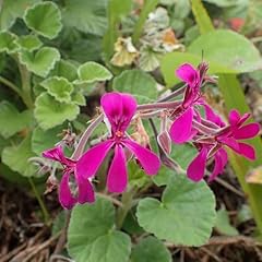 Plant seeds pelargonium for sale  Delivered anywhere in UK