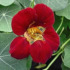 Nasturtium orchid flame for sale  Delivered anywhere in Ireland