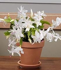 White christmas cactus d'occasion  Livré partout en France