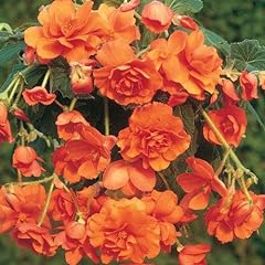 Begonia pendula orange for sale  Delivered anywhere in UK