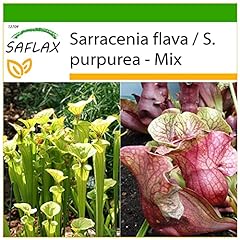 Saflax schlauch kannenpflanze gebraucht kaufen  Wird an jeden Ort in Deutschland