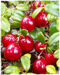 Pianta mirtillo rosso usato  Spedito ovunque in Italia 