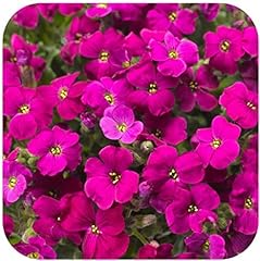 Aubretia red purple for sale  Delivered anywhere in UK