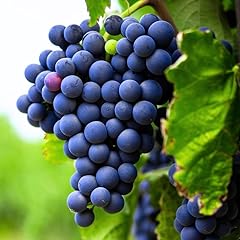 Concord grape plant for sale  Delivered anywhere in USA 