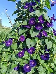 Seeds dark blue usato  Spedito ovunque in Italia 
