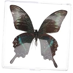 Yardwe spécimen papillon d'occasion  Livré partout en France