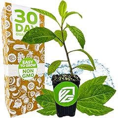 Longevity spinach live for sale  Delivered anywhere in USA 