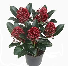 Skimmia japonica rubella gebraucht kaufen  Wird an jeden Ort in Deutschland