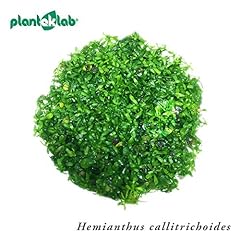 Hemianthus callitrichoides dwa for sale  Delivered anywhere in Ireland