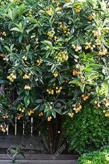 Loquat tree live for sale  Delivered anywhere in USA 